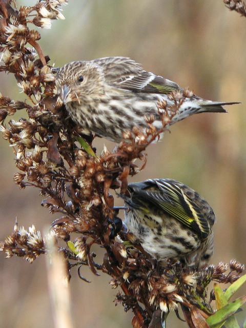 Pine Siskins